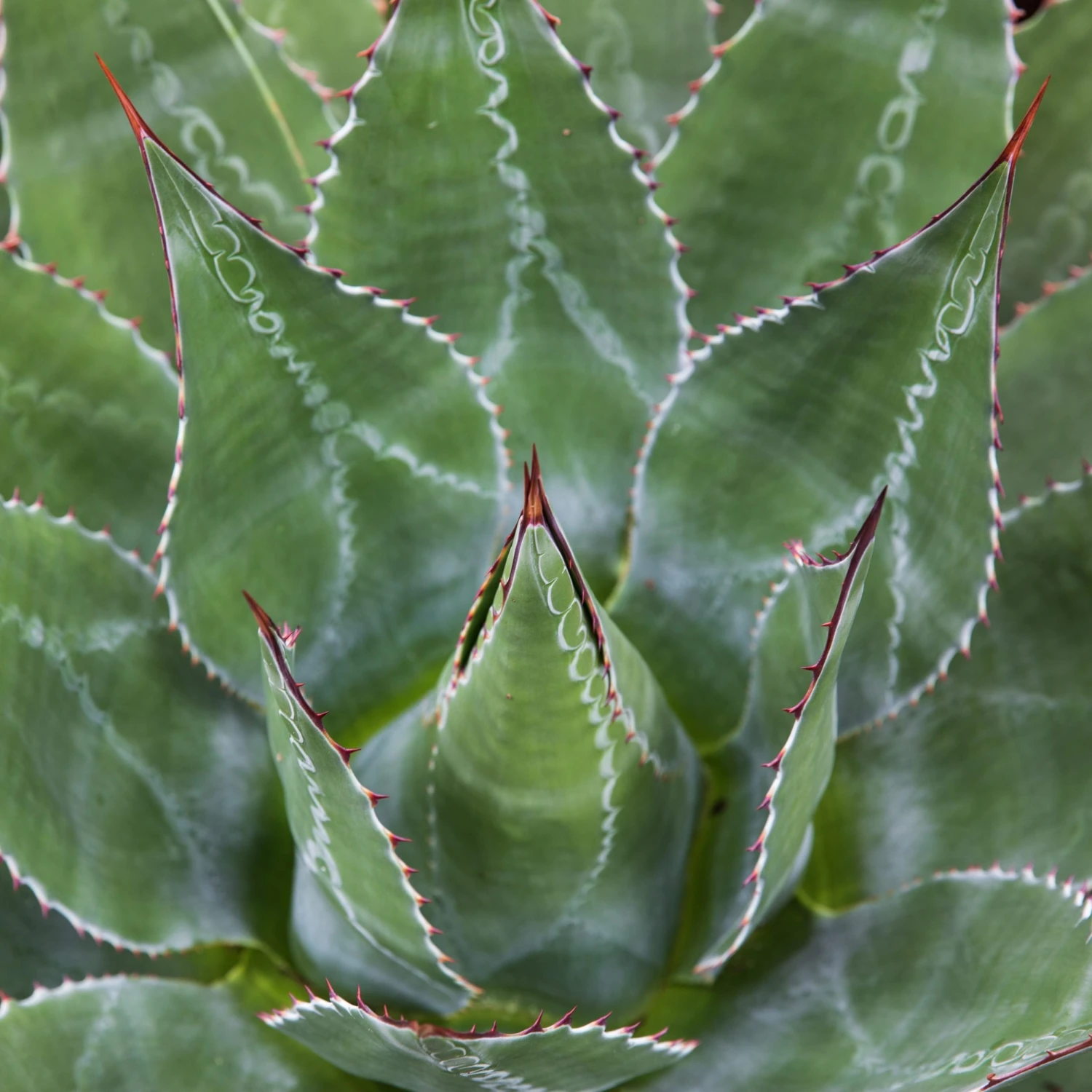 Agave Montana 22 Agave Montana - Image 20