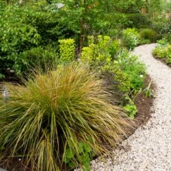 Anemanthele Lessoniana -The Palm Centre ALE 1 5 scaled 1