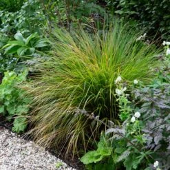 Anemanthele Lessoniana -The Palm Centre ALE 2 2 scaled 1