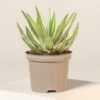 Agave Lophantha -The Palm Centre ALO 2 8 scaled 1