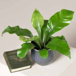 Asplenium Nidus -The Palm Centre ANI S 2