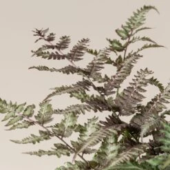 Athyrium Niponicum ‘Metallicum’ -The Palm Centre ANM 3 scaled 1