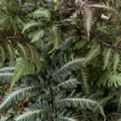 Athyrium Niponicum ‘Metallicum’ -The Palm Centre ANM 6 scaled 1