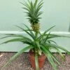 Ananas ‘Mi Amigo’ -The Palm Centre ANMO 1