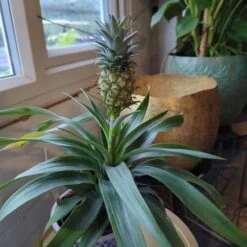 The Palm Centre -The Palm Centre ANMO 60a992393fc31