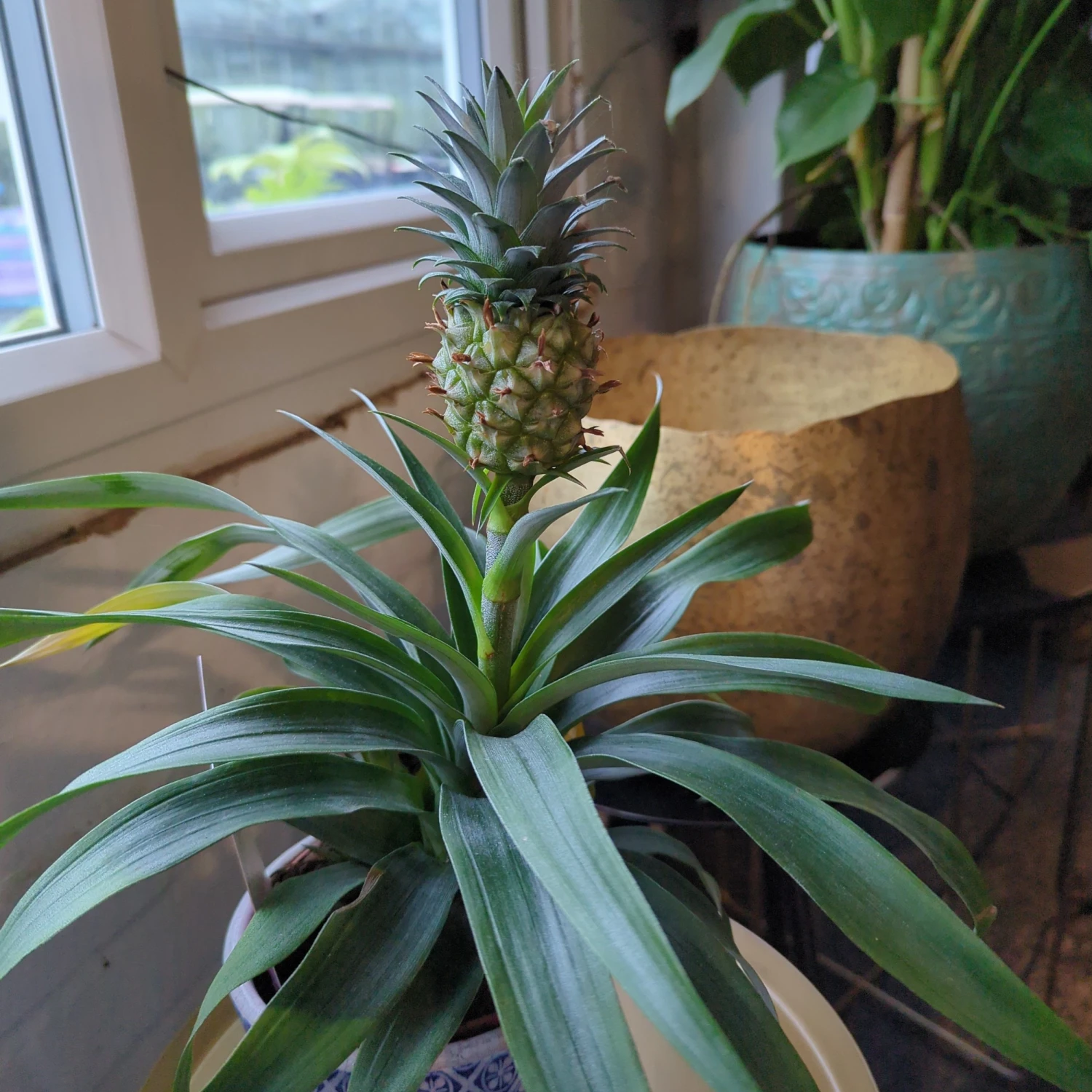 Ananas ‘Mi Amigo’ 4 Ananas ‘Mi Amigo’ - Image 2