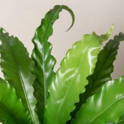 Asplenium Antiquum ‘Osaka’ -The Palm Centre AOK 1 scaled 1