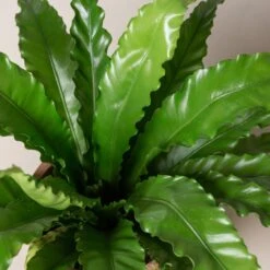 Asplenium Antiquum ‘Osaka’ -The Palm Centre AOK 2 scaled 1