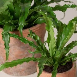 Asplenium Antiquum ‘Osaka’ -The Palm Centre AOK 3 scaled 1