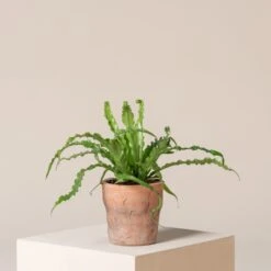 Asplenium Antiquum ‘Osaka’ -The Palm Centre AOK S 6 scaled 1