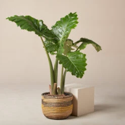 Alocasia ‘Portodora’ -The Palm Centre AOT 61997516f2247 1