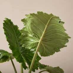 Alocasia ‘Portodora’ -The Palm Centre AOT 6199751971683 1