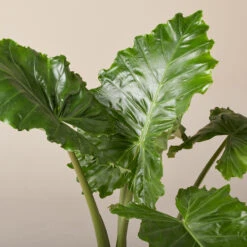 Alocasia ‘Portodora’ -The Palm Centre AOT 6199751bc7bf7