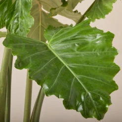 Alocasia ‘Portodora’ -The Palm Centre AOT 6199751df06b2 1