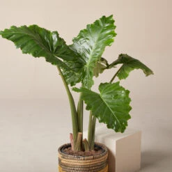 Alocasia ‘Portodora’ -The Palm Centre AOT 6199752272240 1