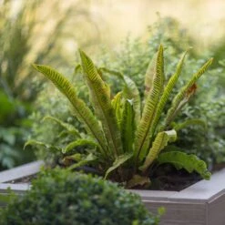 Asplenium Scolopendrium 25 Asplenium Scolopendrium -The Palm Centre ASO 1 4 scaled 1