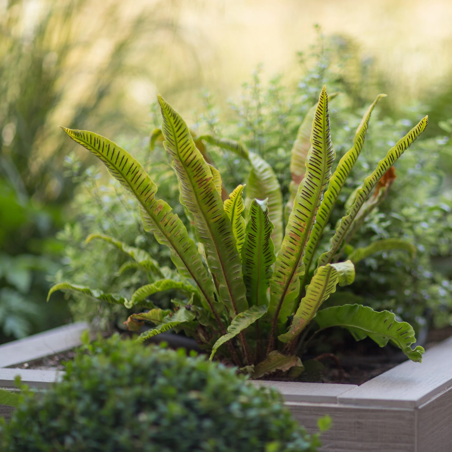Asplenium Scolopendrium 11 Asplenium Scolopendrium - Image 9