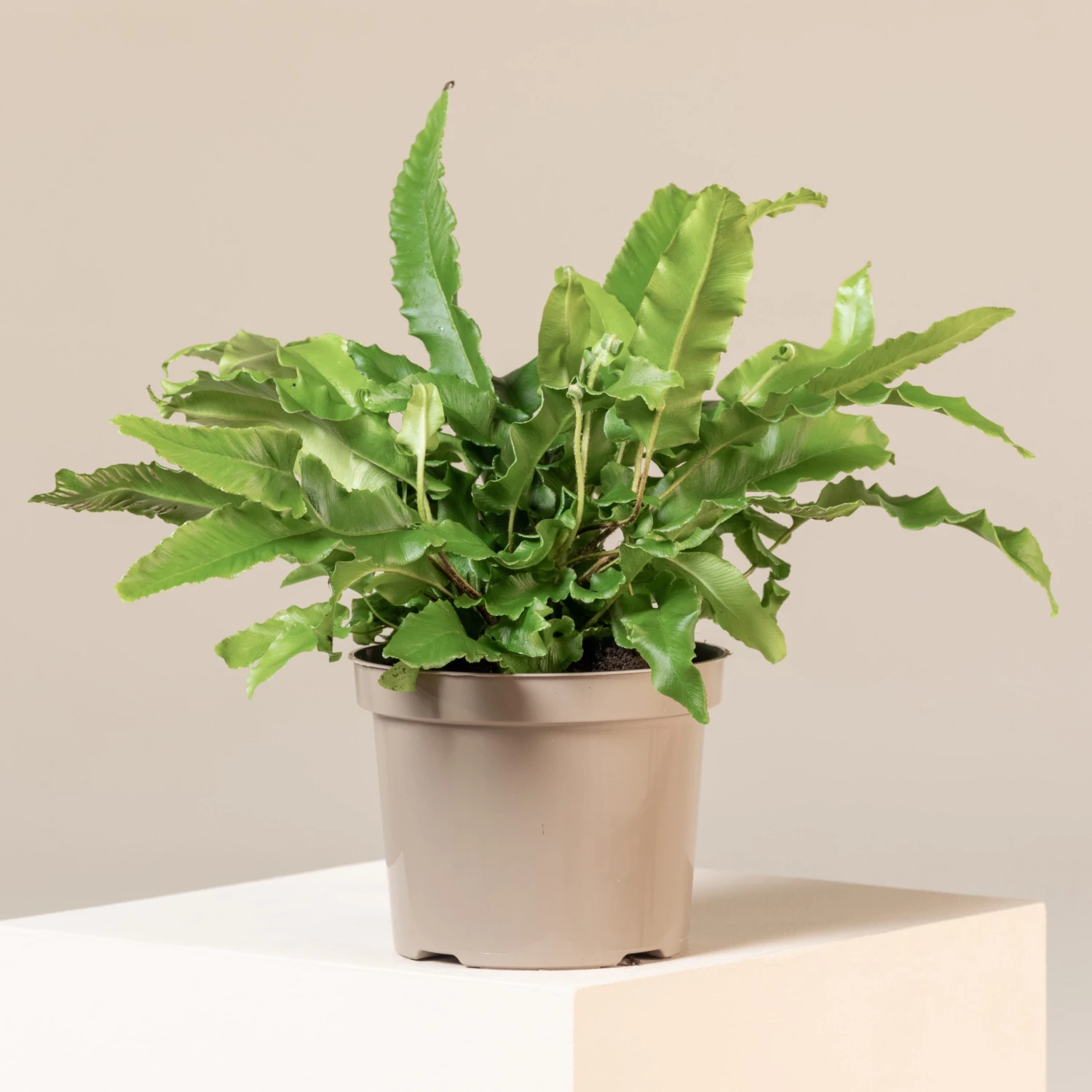 Asplenium Scolopendrium 3 Asplenium Scolopendrium