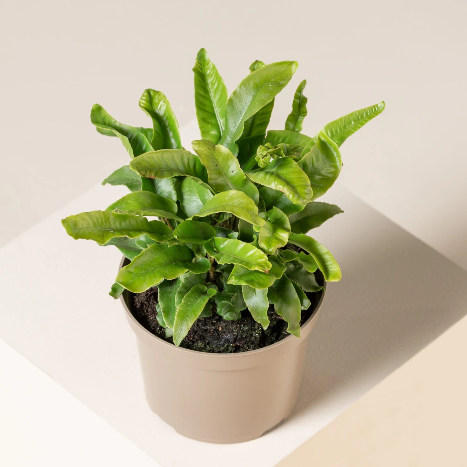 Asplenium Scolopendrium 4 Asplenium Scolopendrium - Image 2