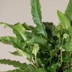Asplenium Scolopendrium 23 Asplenium Scolopendrium -The Palm Centre ASO 3 6 scaled 1