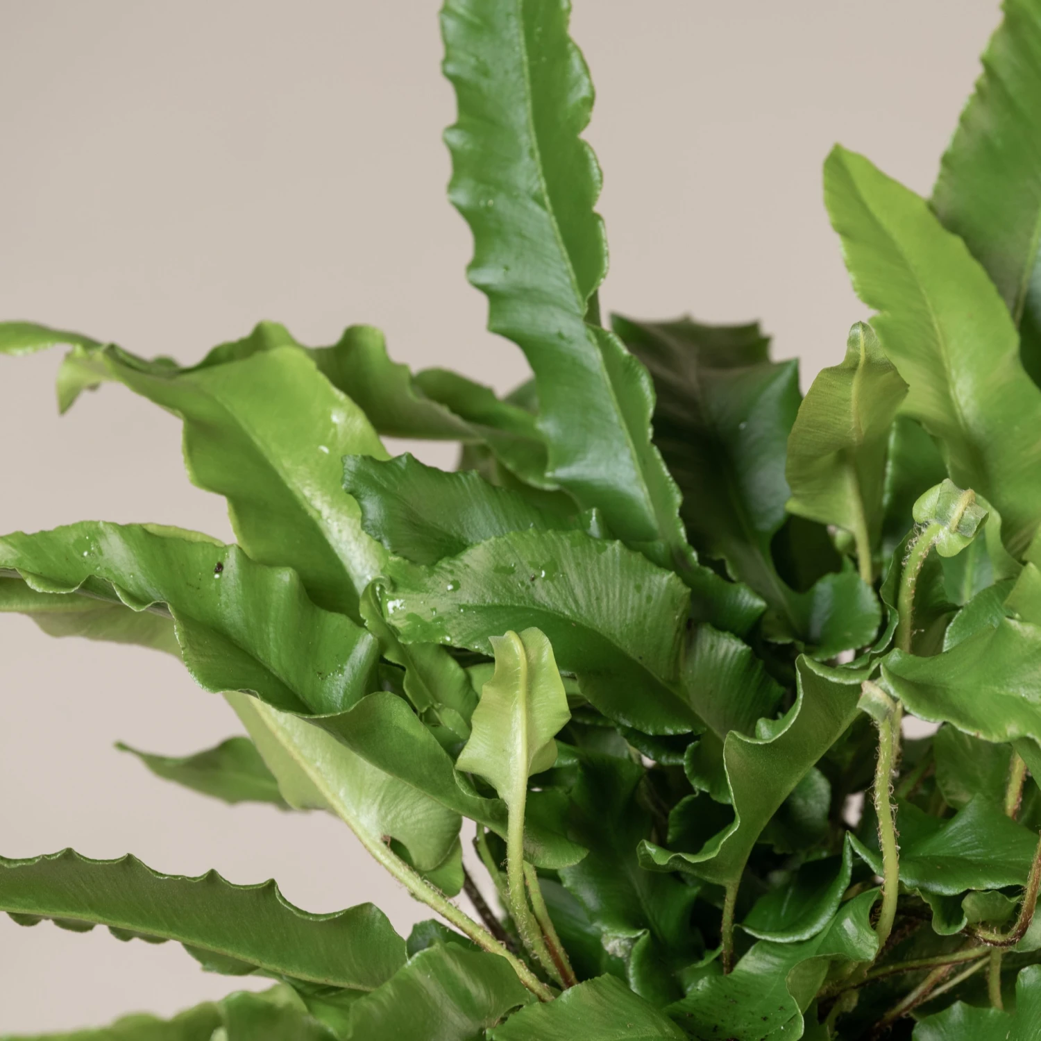 Asplenium Scolopendrium 9 Asplenium Scolopendrium - Image 7