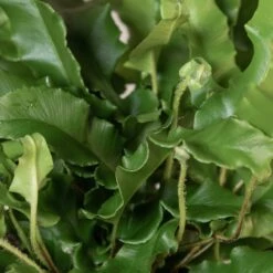 Asplenium Scolopendrium 26 Asplenium Scolopendrium -The Palm Centre ASO 3 8 scaled 1
