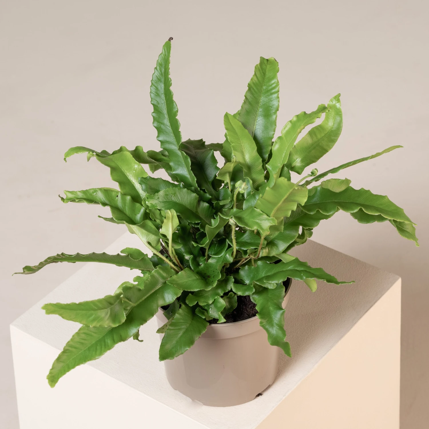 Asplenium Scolopendrium 13 Asplenium Scolopendrium - Image 11