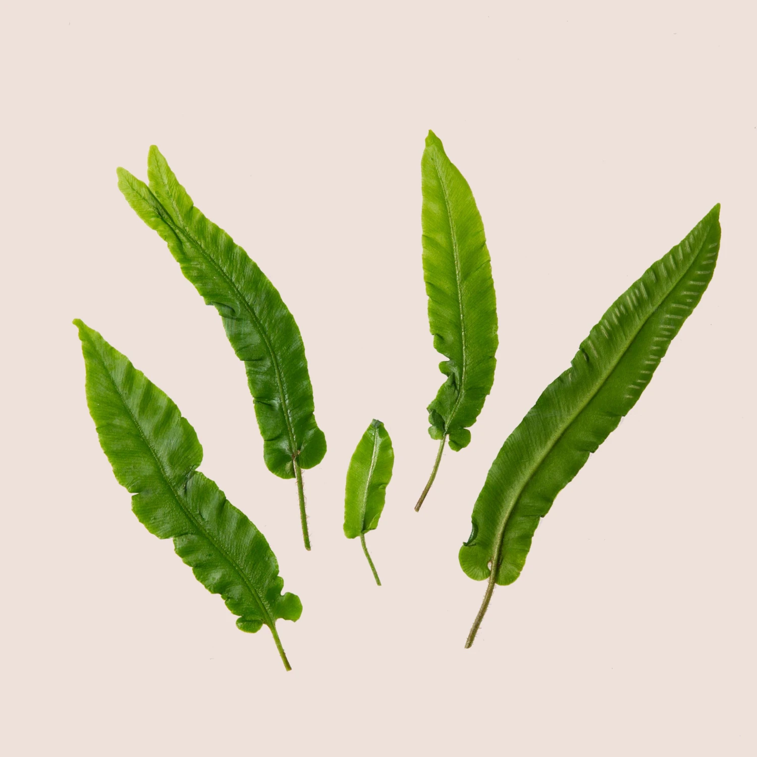 Asplenium Scolopendrium 8 Asplenium Scolopendrium - Image 6