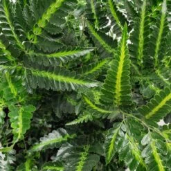 Arachniodes Simplicior ‘Variegata’ -The Palm Centre ASV 2 scaled 1