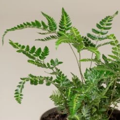 Arachniodes Simplicior ‘Variegata’ -The Palm Centre ASV 3 2 1 scaled 1