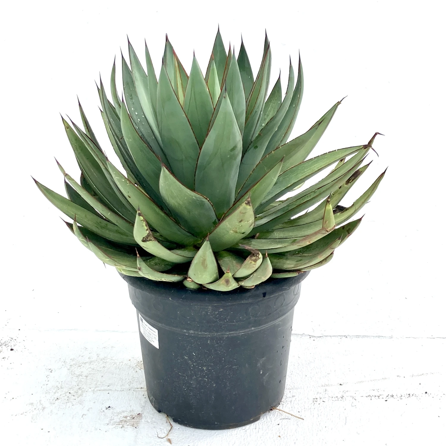 Agave × Romani 3 Agave × Romani