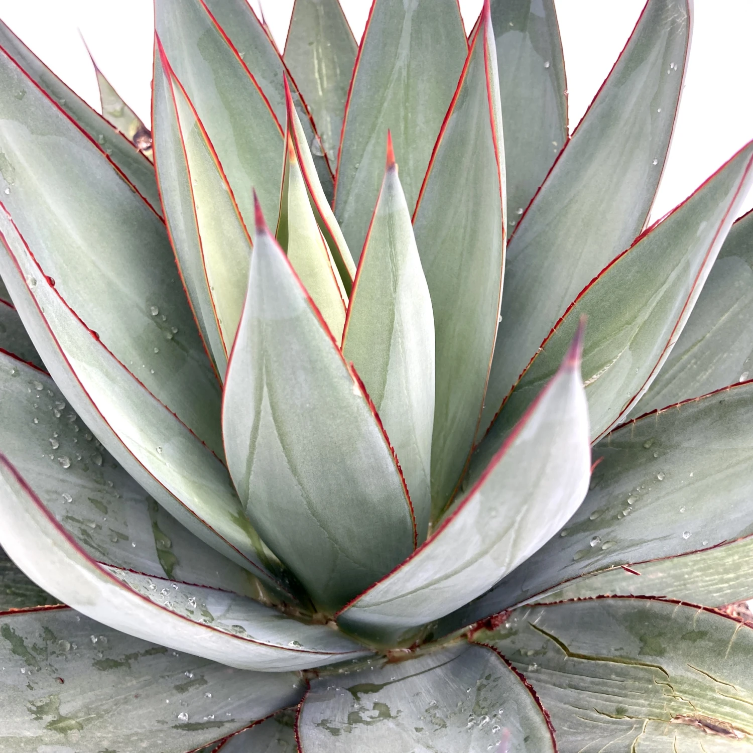 Agave × Romani 4 Agave × Romani - Image 2