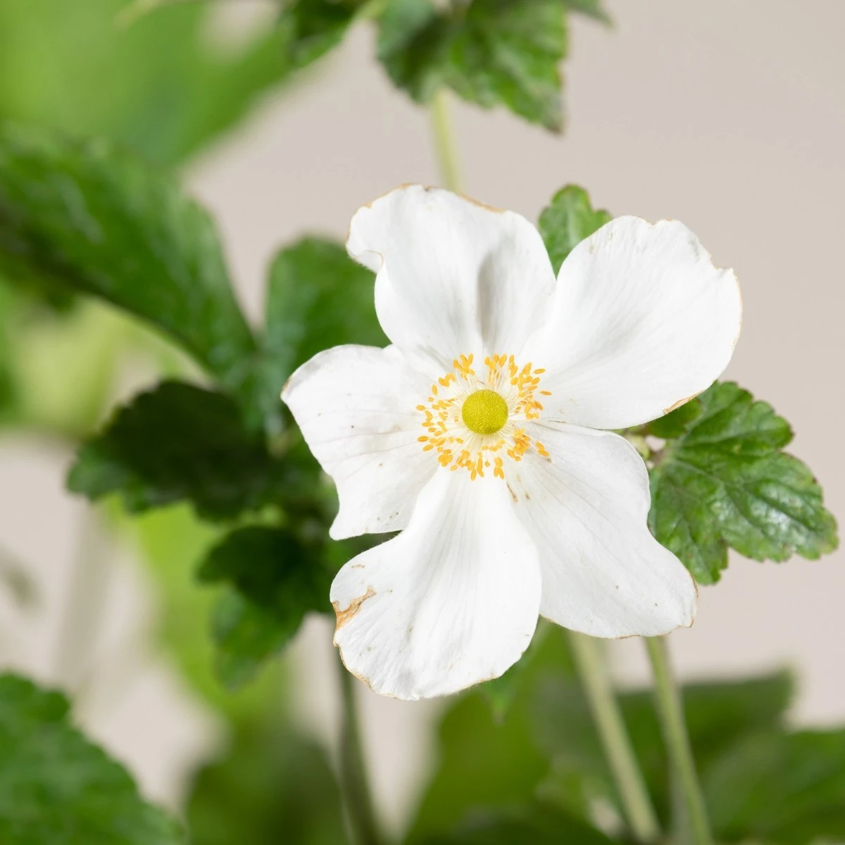 Anemone ‘Honorine Jobert’ 4 Anemone ‘Honorine Jobert’ - Image 2
