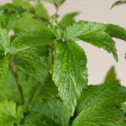 Anemone ‘Honorine Jobert’ 9 Anemone ‘Honorine Jobert’ -The Palm Centre A 15136 60448a68168a1