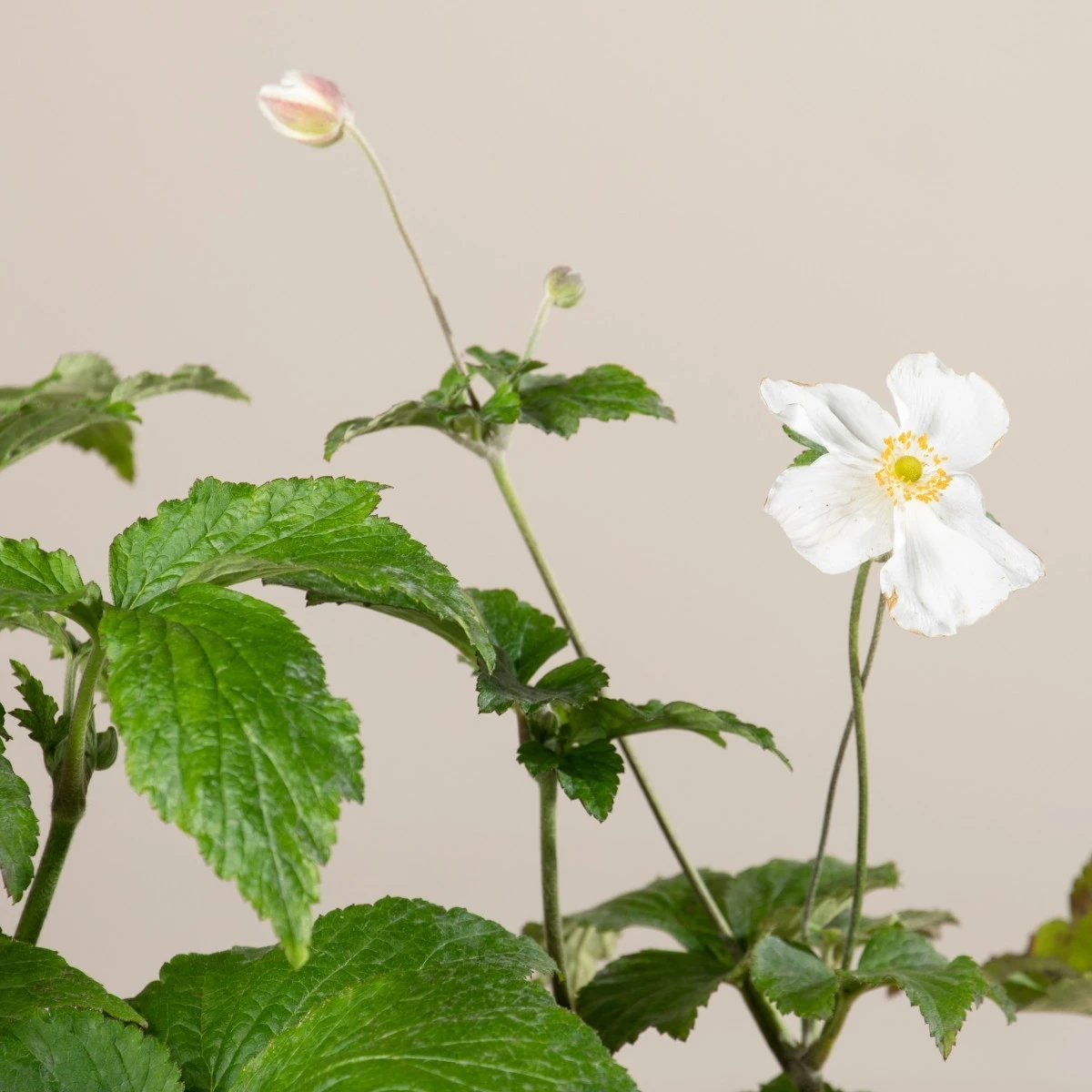 Anemone ‘Honorine Jobert’ 6 Anemone ‘Honorine Jobert’ - Image 4