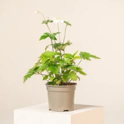 Anemone ‘Honorine Jobert’