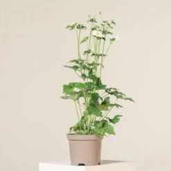 Anemone ‘Honorine Jobert’ 11 Anemone ‘Honorine Jobert’ -The Palm Centre A 15136 60448a99ced7f