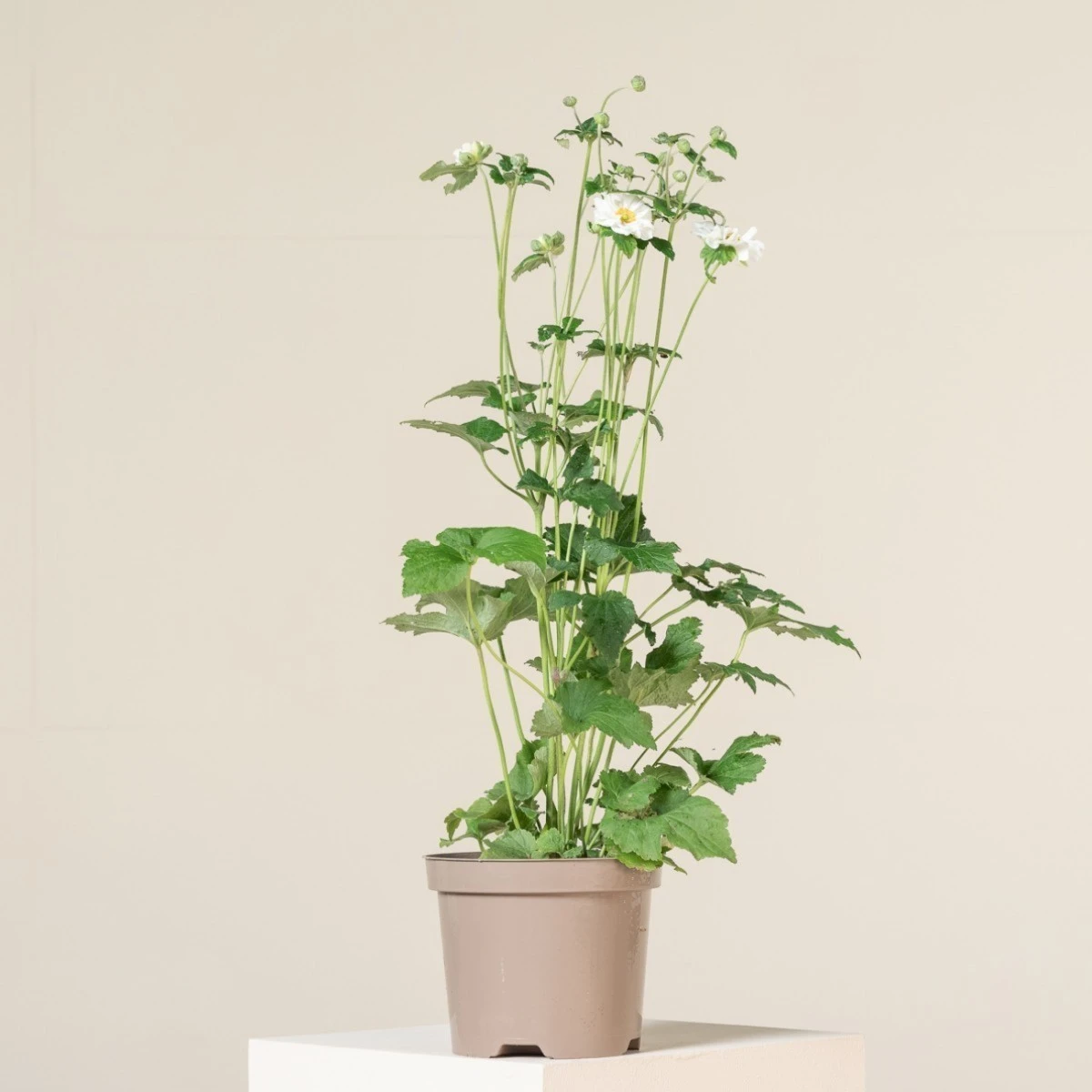 Anemone ‘Honorine Jobert’ 7 Anemone ‘Honorine Jobert’ - Image 5