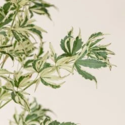 Acer Palmatum ‘Butterfly’ -The Palm Centre A 15963 60100b773372e