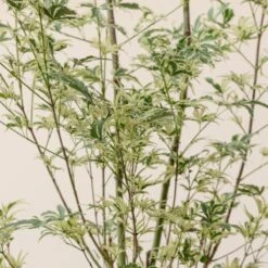 Acer Palmatum ‘Butterfly’ -The Palm Centre A 15963 60100b78d33cc 1