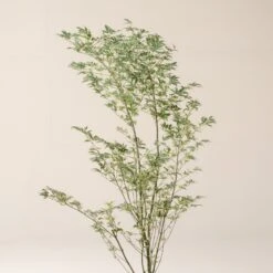 Acer Palmatum ‘Butterfly’ -The Palm Centre A 15963 60100b79a57e3 1