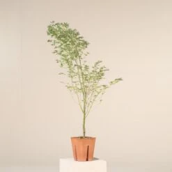 Acer Palmatum ‘Butterfly’ -The Palm Centre A 15963 6044d6d0c3985