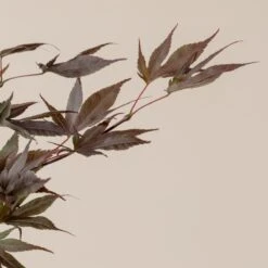 Acer Palmatum ‘Red Flash’ -The Palm Centre A 16152 60100daccb511