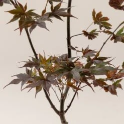 Acer Palmatum ‘Red Flash’ -The Palm Centre A 16152 60100daf1c8e1