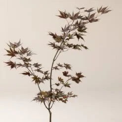 Acer Palmatum ‘Red Flash’ -The Palm Centre A 16152 60100daff5f51