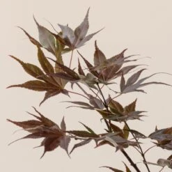 Acer Palmatum ‘Red Flash’ -The Palm Centre A 16152 60100db0cf50d