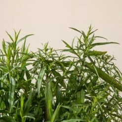 Aster Dumosus ‘Lady In Blue’ -The Palm Centre A 16999 60164c1b4ba24 1