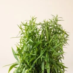 Aster Dumosus ‘Lady In Blue’ -The Palm Centre A 16999 60164c21fe64e 1 1