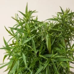 Aster Dumosus ‘Lady In Blue’ -The Palm Centre A 16999 60164c268377a 1 1