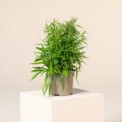 Aster Dumosus ‘Lady In Blue’ -The Palm Centre A 16999 6044d6949c7ed